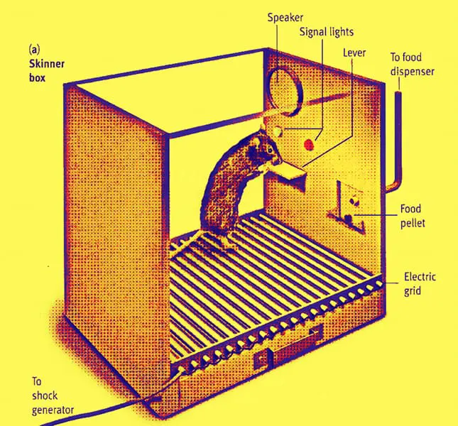 Skinner Box