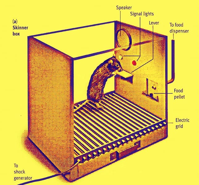 Skinner Box