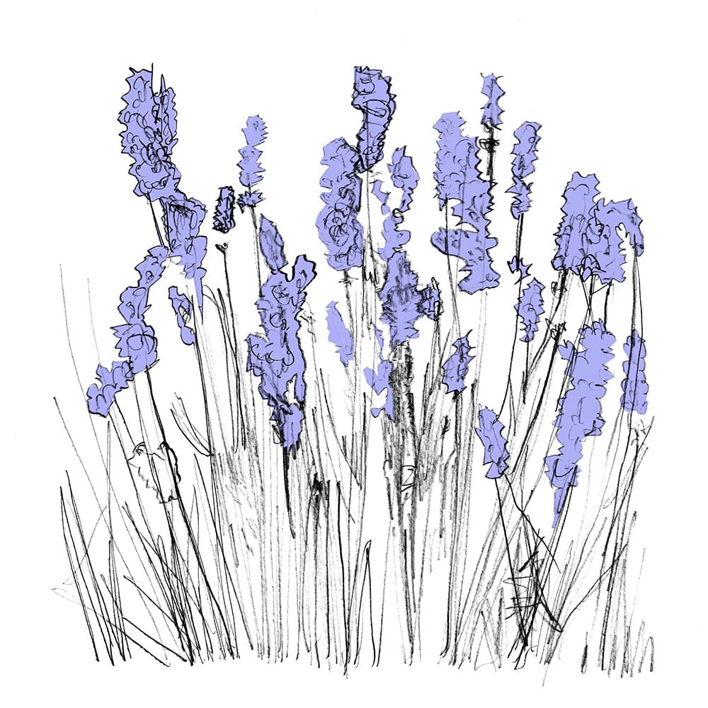 Lapalace (Lavender) - Music to Watch Seeds Grow by